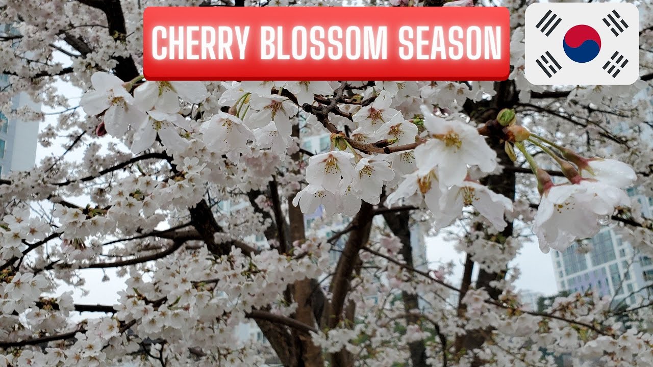 Aerial view of Cherry blossom trees in Sejong City, South Korea!