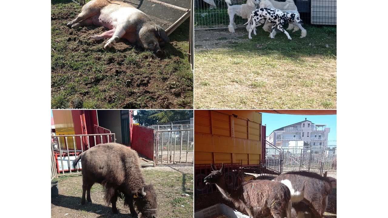 zoo del Circo Marina Orfei 18/02/24