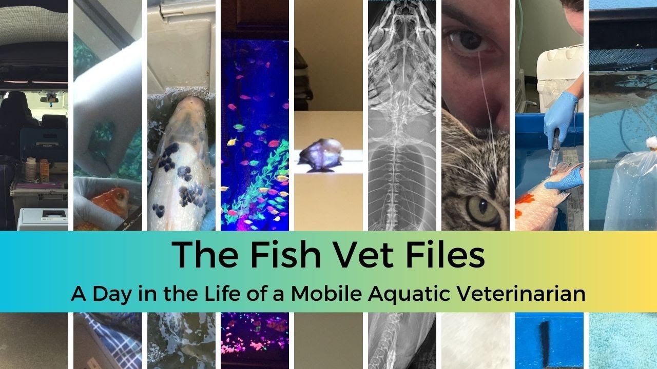 Fish Vet Files - Day in the Life of a Mobile Aquatic Veterinarian
