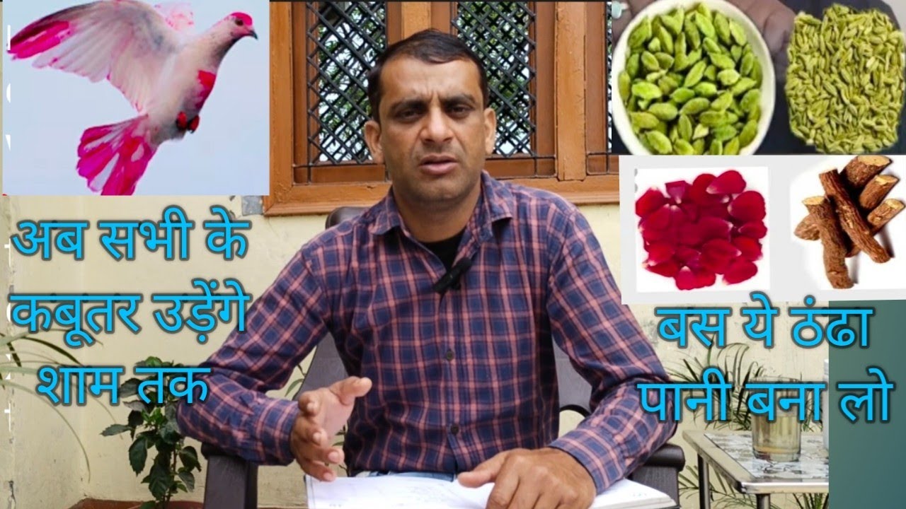 बाजी वाले कबुतर के लिए ठंढा पानी 100% जबरदस्त रिजल्ट।# @skPigeonup