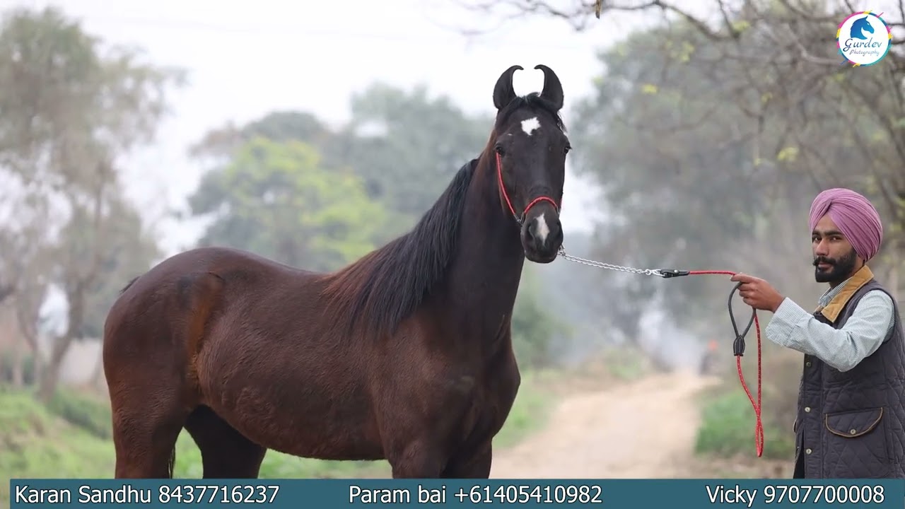 3 ਘੋੜੀਆਂ ਵਿਕਾਊ 2 ਗੱਬਣ lahoria stud farm