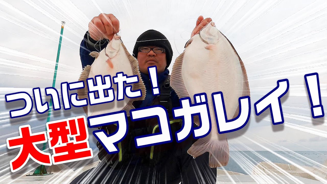 大型マコ連発！！徳島で春の戻りガレイを狙う！　【魚神の釣りいかれへんわ】