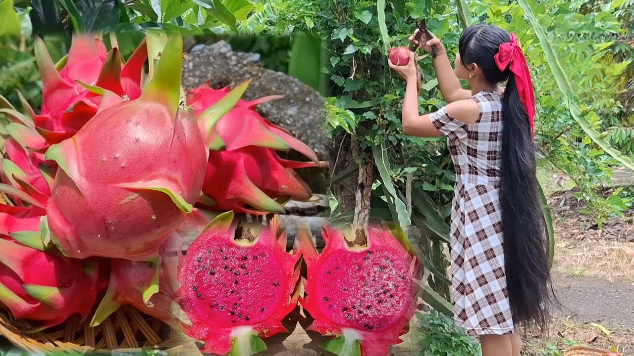 Panen Buah Naga Hasil Kebun | Petualangan Rambut Panjang