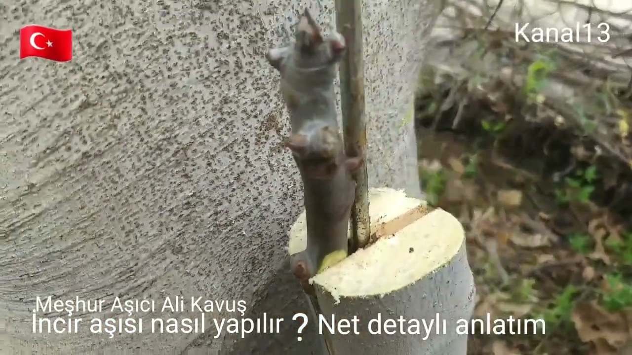 İncir Aşısı &ccedil;ok kolay Net detaylı anlatım  nasıl yapılır?&Ouml;ğrenin meşhur aşıcı Ali Kavuş.2 Mart 2022.