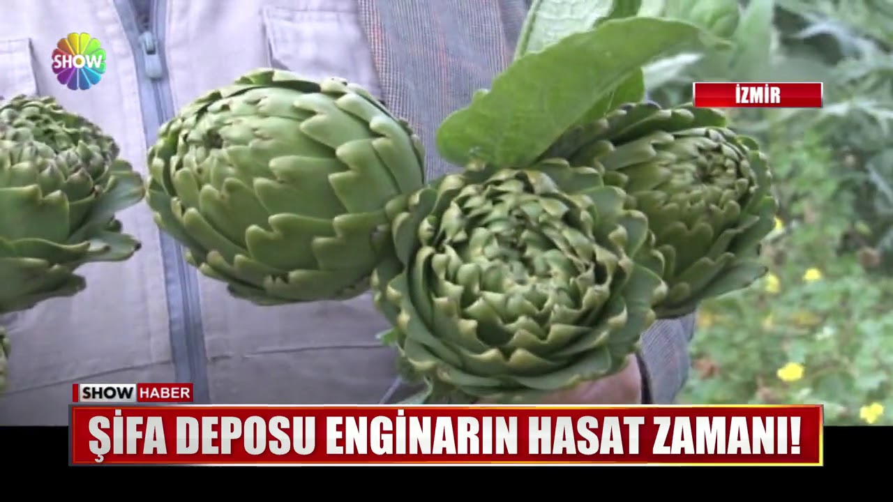 Şifa deposu Enginarın hasat zamanı!