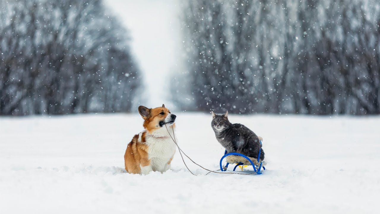 Snow Day Fun for Pets