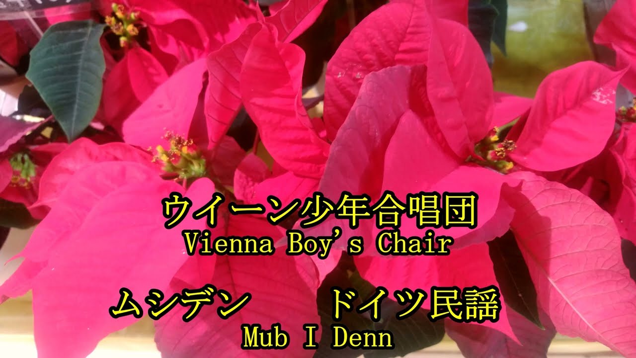 ウィーン少年合唱団　ドイツ民謡　ムシデン　　　Vienna  Boy's  Chair     German Folk-song    Mub I Denn