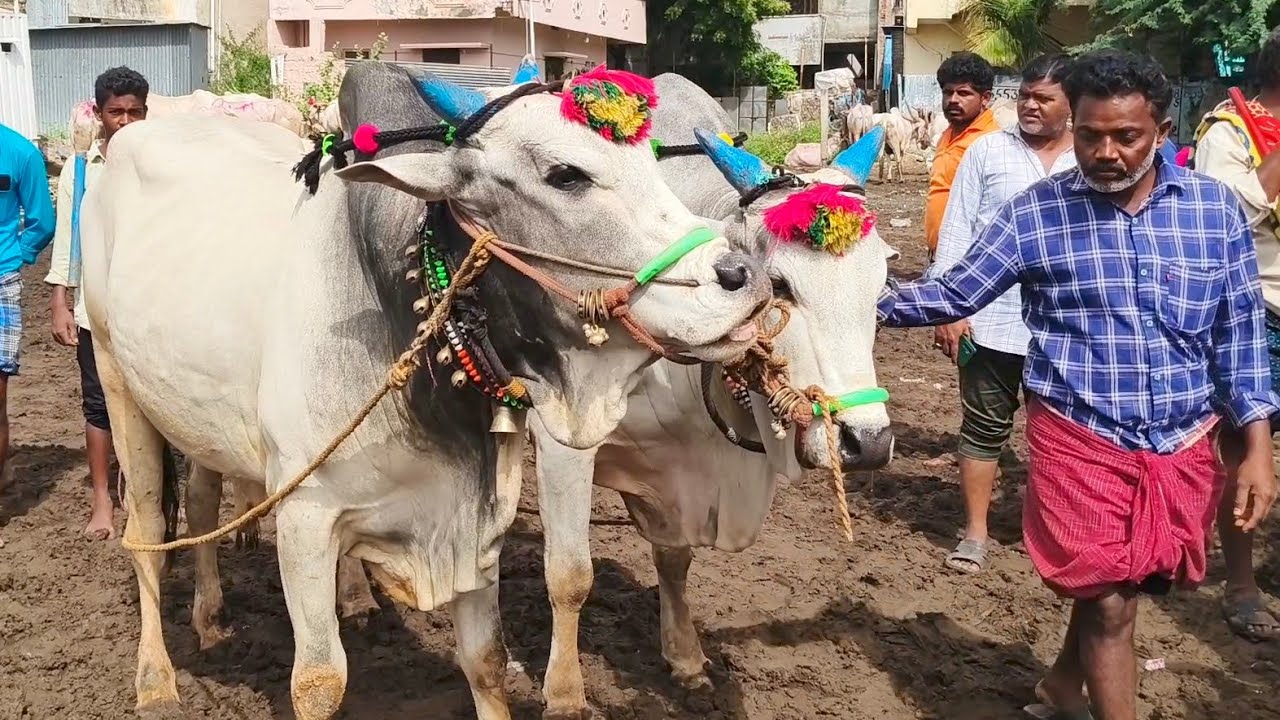 ఒంగోలు జాతి 6 పళ్ళు సేద్యపు కోడెల రేట్లు//Ongole bull's video Yemmiganur Market video's 