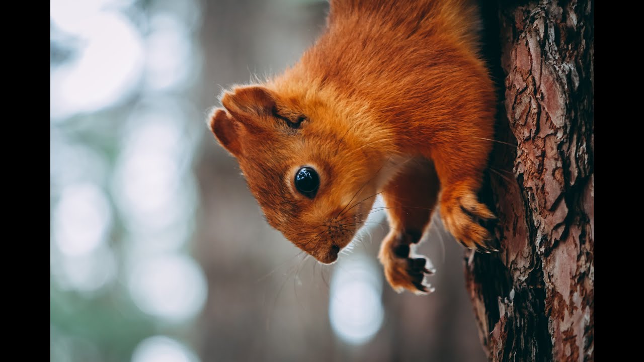 Energetic music for productivity/ Background music for events/ Reading/ Studying/ Working from home