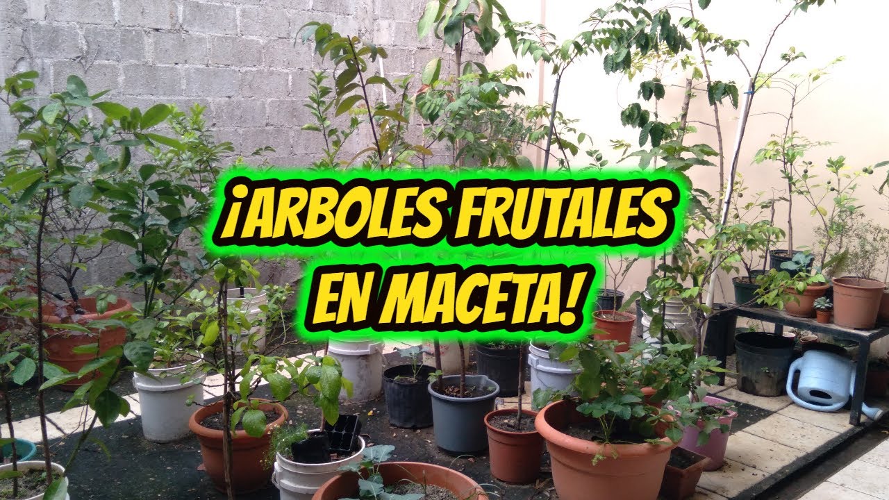 ¡Como tener FRUTALES EN MACETA!