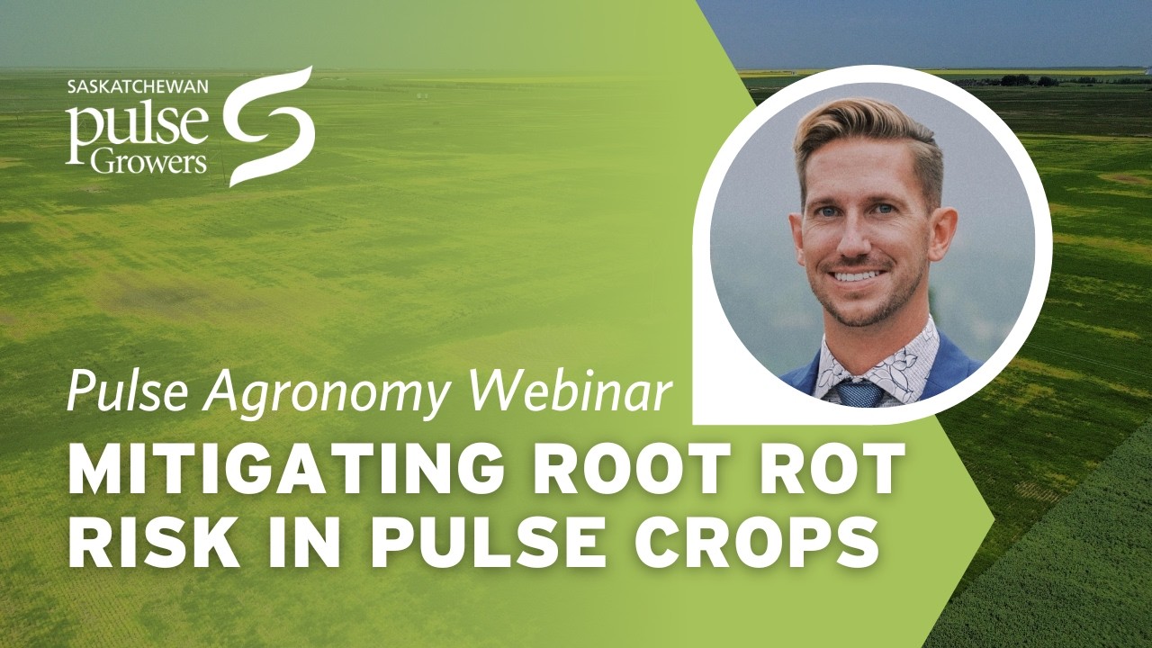 Mitigating Root Rot Risk in Pulse Crops