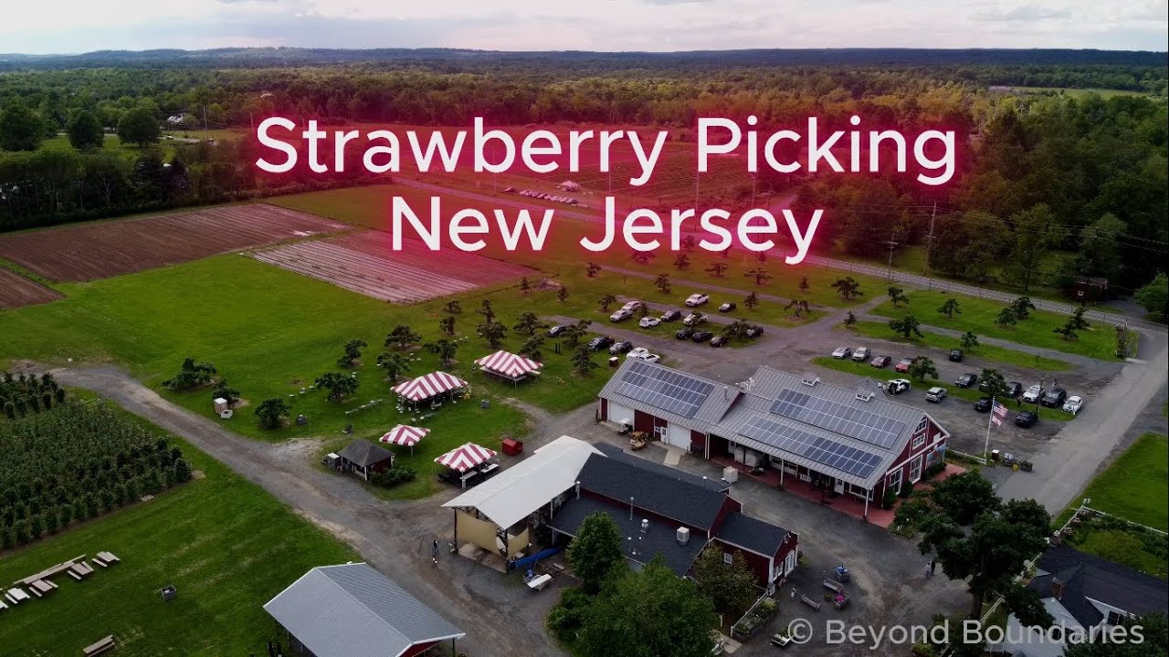Strawberry Picking in New Jersey 🍓 | Summer Farm Fun #StrawberryPicking #newjersey #pickyourown
