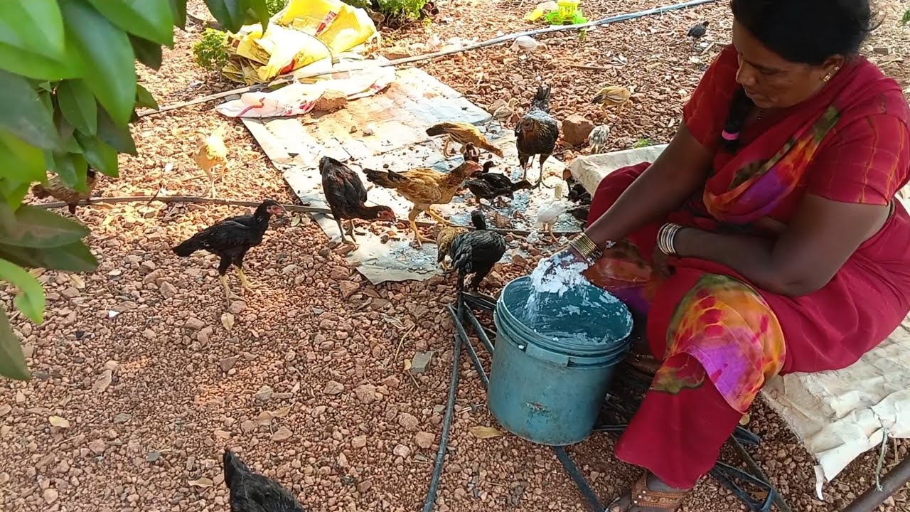నాటుకోళ్ళుకు వెరైటీ దాణా పెడుతున్నాం కరువు ఎలా ఉంటుందో తెలుస్తుంది
