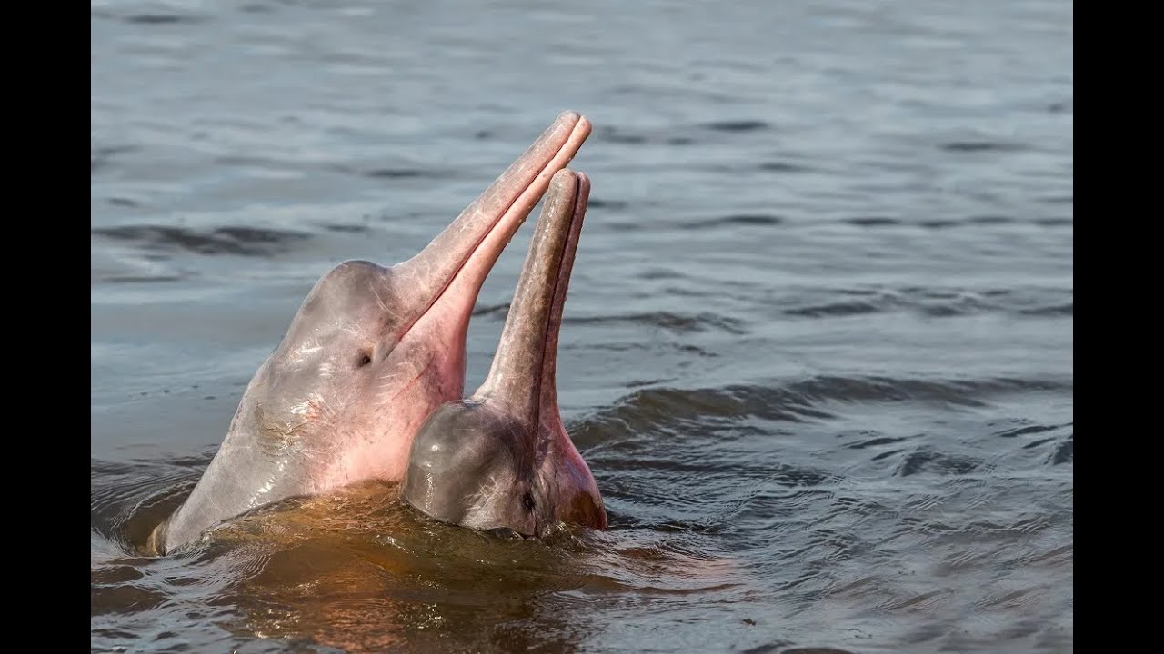 Amazon river dolphin (Pink dolphin)
