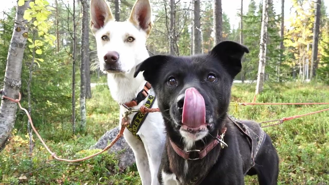 Automn season 2022 O'Nordic, Posio Lapland, sleddog, husky, jakutian laika