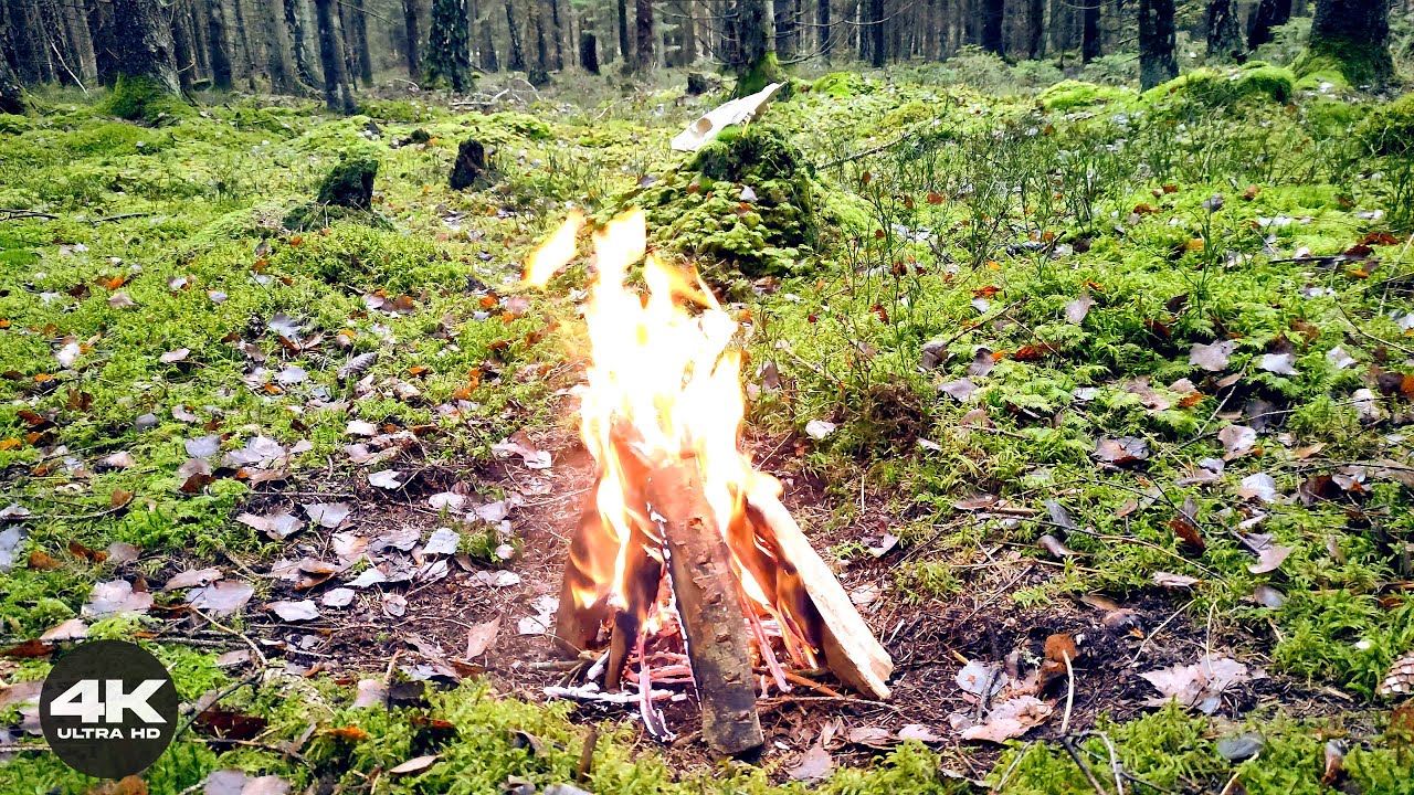 🔥 4K Mossy Forest Campfire | 3 Hours of Real Fire Sounds (No AI)