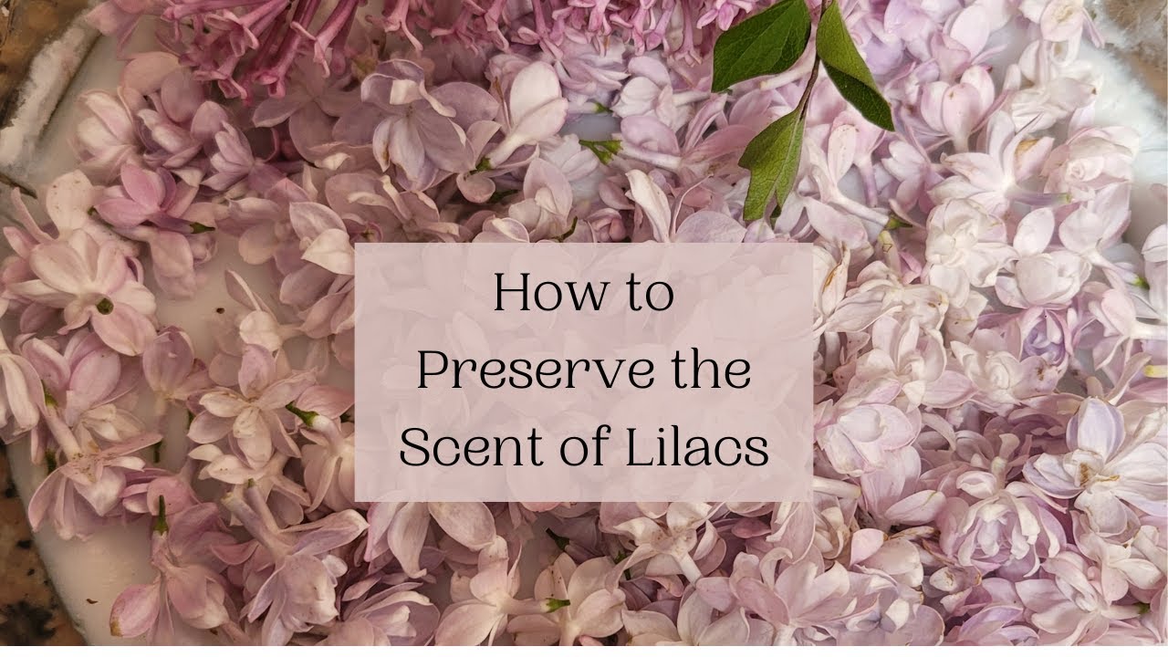 Preserve the Scent of Lilacs: Enfleurage How To