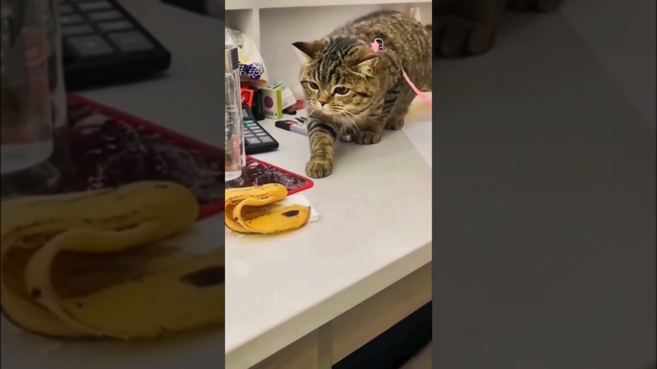 Cat Tries to Catch Bug - Funny Whimsical Feel Good Vibes 