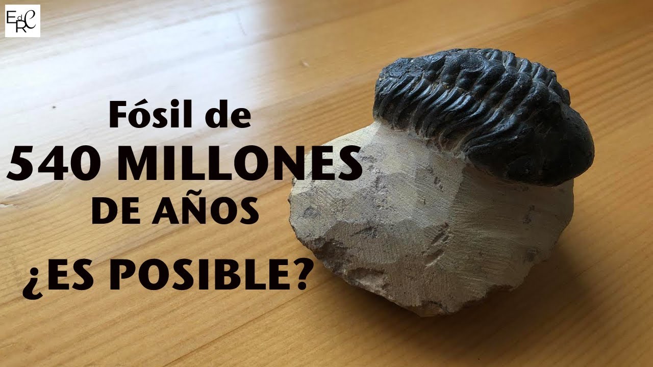 400 MILLONES DE AÑOS EN MI MANO - FÓSIL DE TRILOBITES