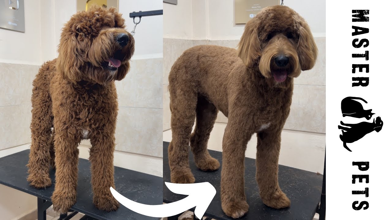 Peluquería Canina de un Goldendoodle #petgrooming