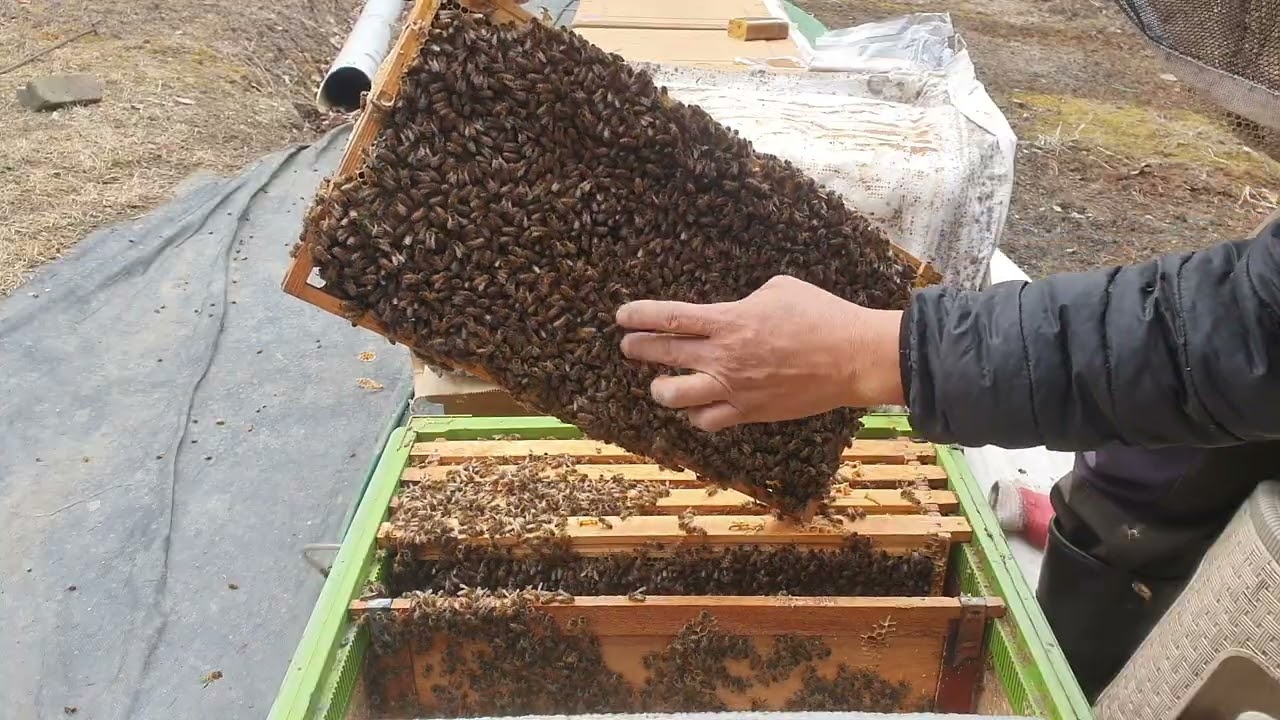 안녕하세요 여기는숲속양봉입니다