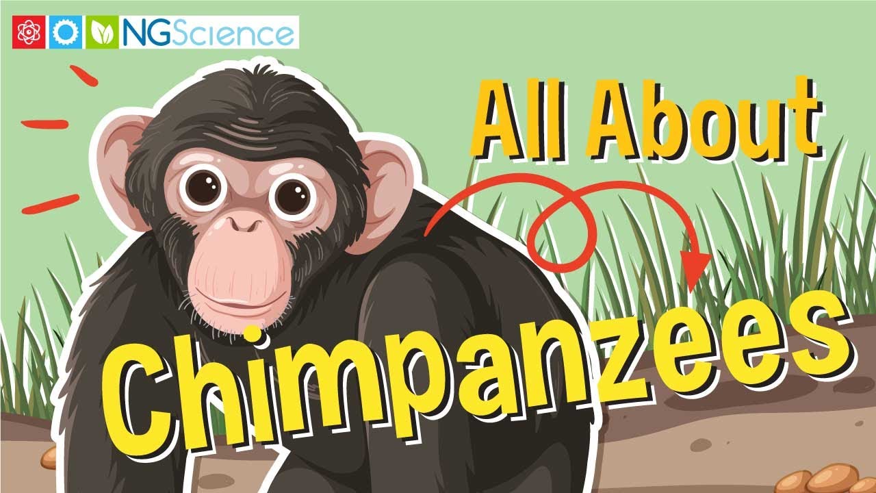 All About Chimpanzees