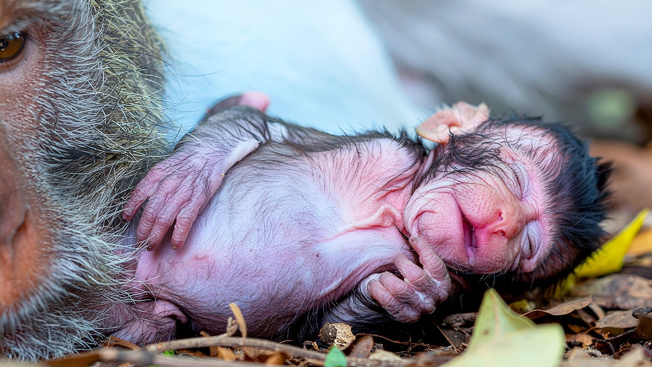 The Gentle Touch: An old mom's meticulous care for her newborn