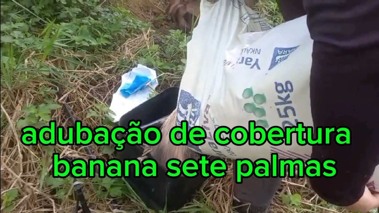 Adubação de cobertura banana da terra sete palmas 