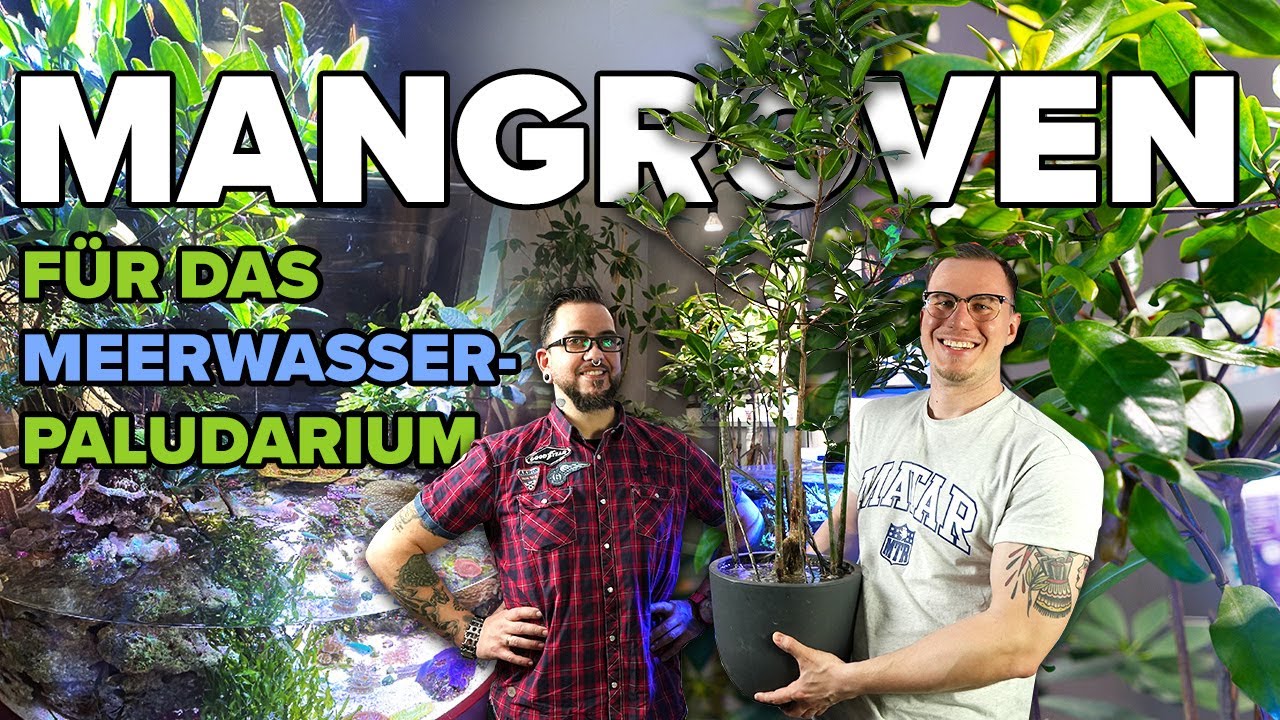 Die MANGROVEN für das MEERWASSER-PALUDARIUM