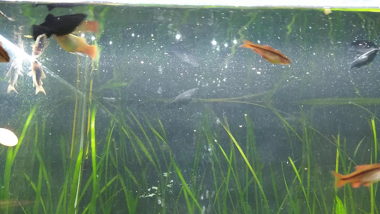 Feeding my 120 liters aquarium