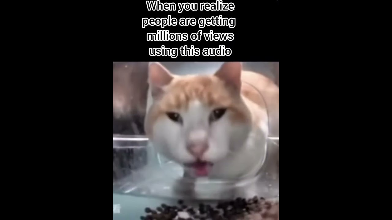Cat eating food on camera meme 
