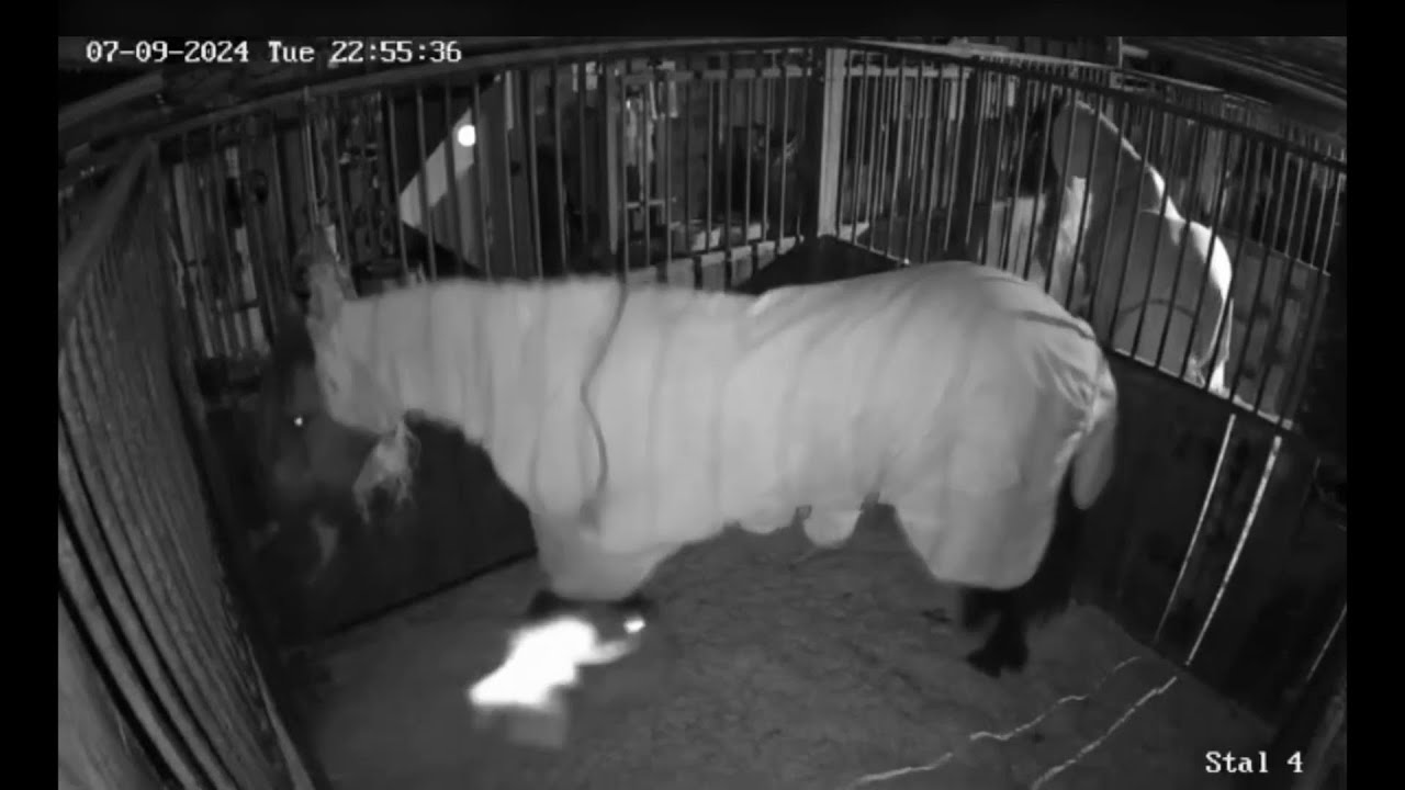 Kugelblitze oder Lichtwesen ?  Elfe erschreckt Pferd (+Videos)
