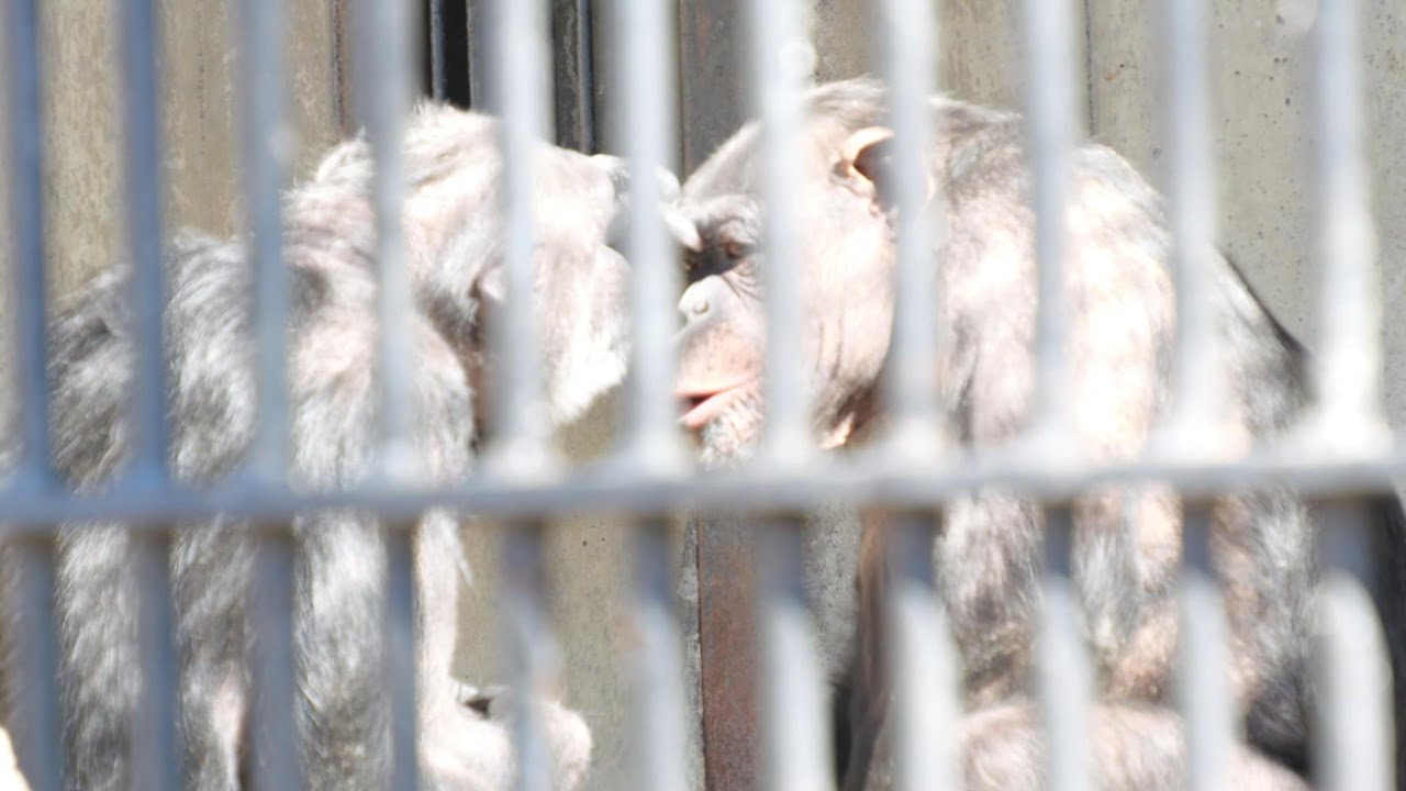高齢マリヤと若者ランちゃん　宇都宮動物園　チンパンジー　202502
