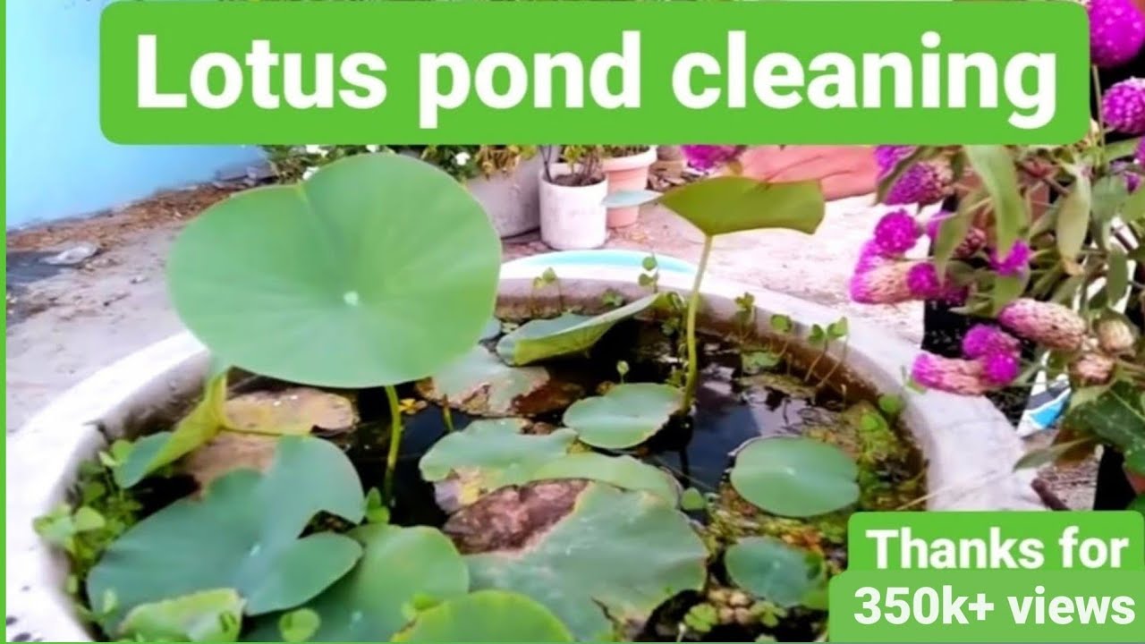 lotus pond cleaning/lotus plant care/lotus and mollies/natural way to keep lotus pond clean/lotus