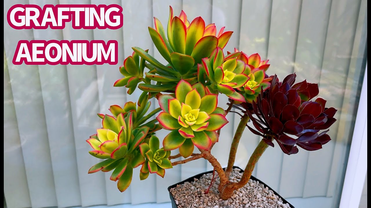 #498 GRAFTING AEONIUM | GHÉP SEN ĐÁ AEONIUM | 다육식물 | 多肉植物 | Suculentas