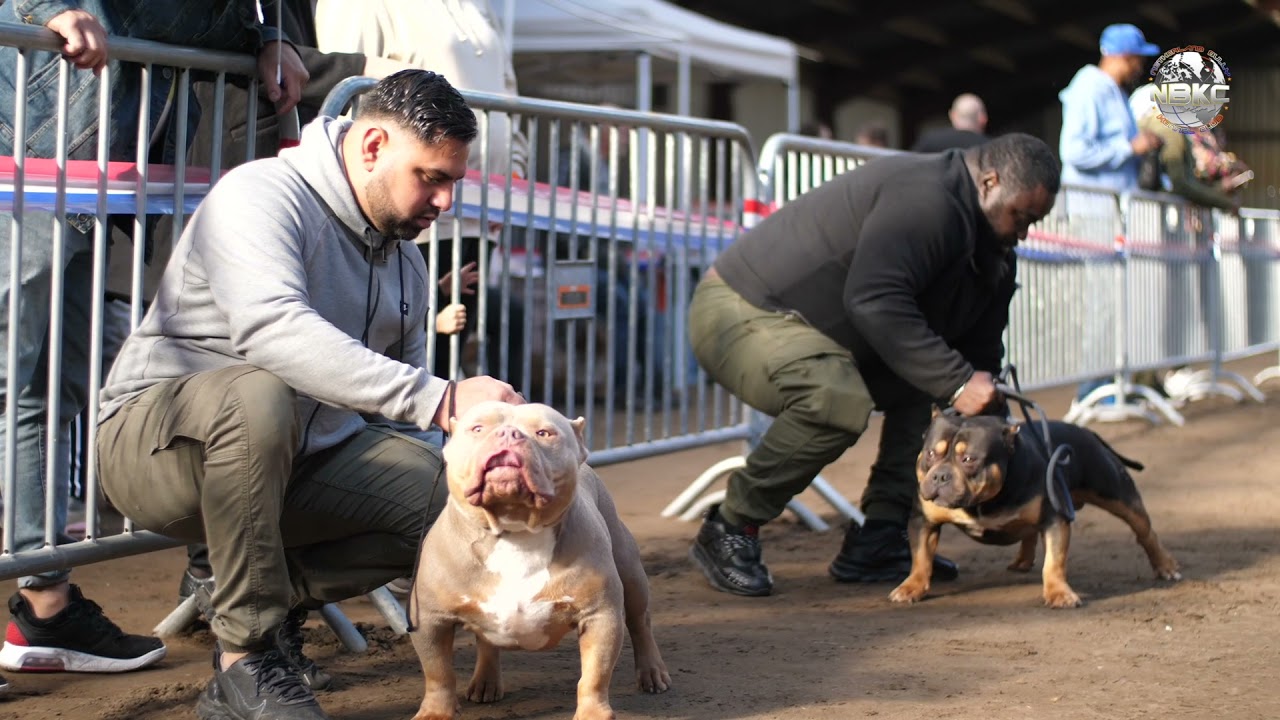 FBKC SHOW PAYS BAS 24 OCTOBRE 2021 American Bully pocket, XL, micro, standard, french bulldog