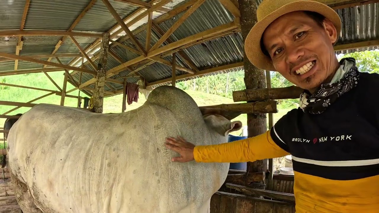 Napaka ASTIG! BAKA VERSUS CARABAO...ANG CUTE NG MGA BULILIT NAMING ALAGA