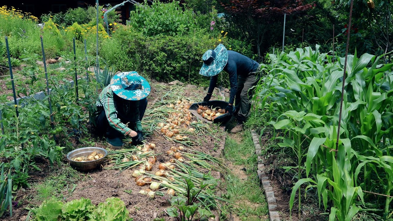 The joy of harvesting from an organic garden even during the rainy season~!!