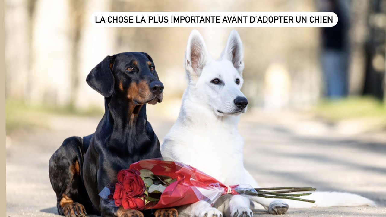 LA chose que vous DEVEZ apprendre avant d'adopter un chiot