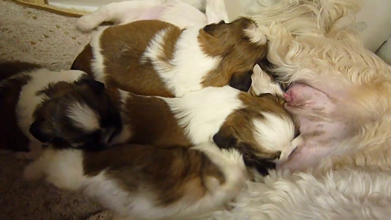 子育て中　お父さんは心配　イクメン　シーズー　赤ちゃん　　Shih Tzu