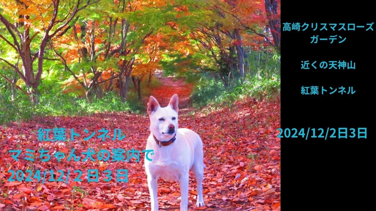 紅葉トンネル天神山2024 /12/2日,3日高崎クリスマスローズガーデン近く