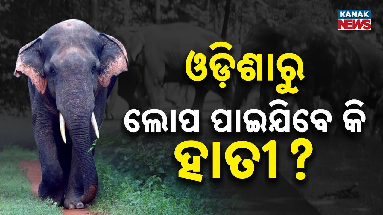News Point: ଓଡ଼ିଶାରୁ ଲୋପ ପାଇଯିବେ କି ହାତୀ? Odisha Elephants In Crisis | Urgent Conservation Needs