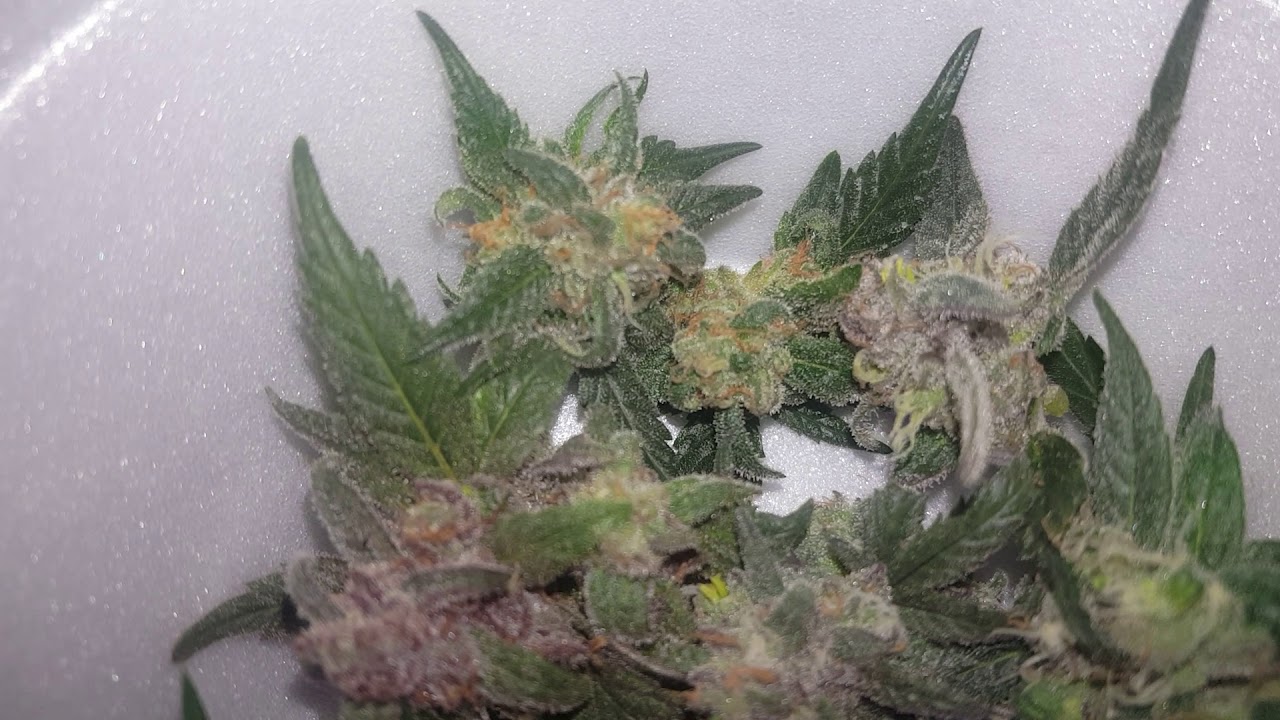 Beautiful looking cannabis buds... Just a sample
