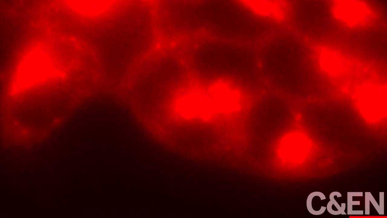 Switch-On Fluorescence For Biological Imaging