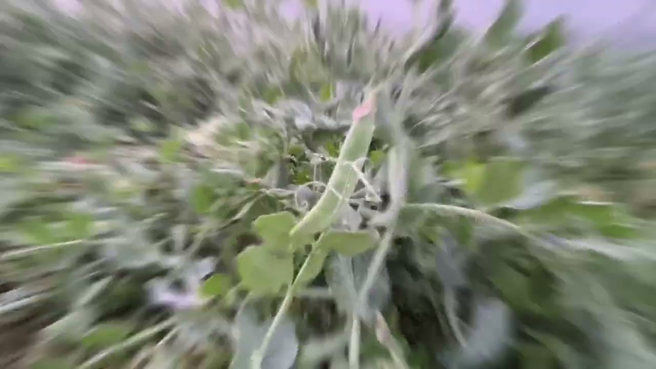 मटर की ज्यादा पैदावार वाली प्रजाति || सब्जी वाली प्रजाति|| Viral videos 