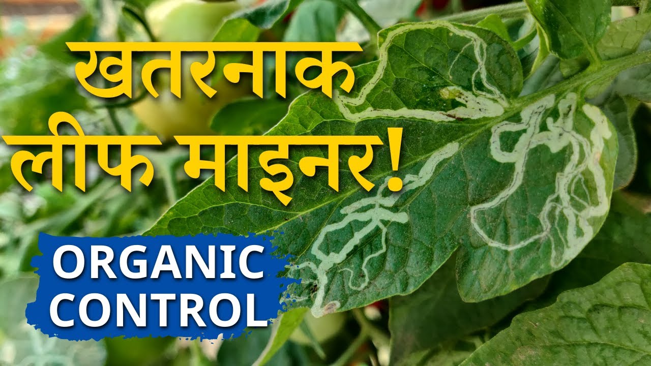खतरनाक लीफ माइनर😥😥 ऑर्गेनिक कंट्रोल | Leaf Miner Attack and how to control on tomato plant in Hindi