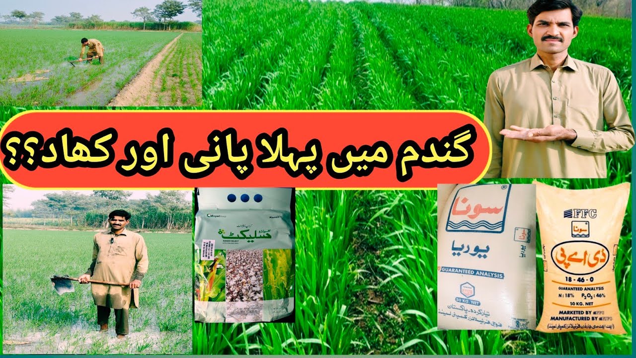 First irrigation of wheat crop | zinc fertilizer | wheat fertilizer 