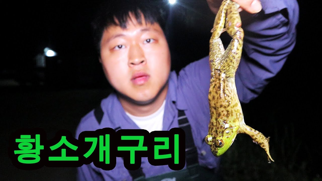 [도깨비] 황소개구리 잡아서 튀겨먹기