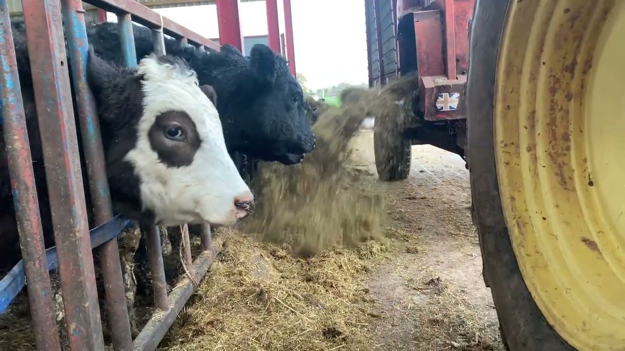 Cattle FEEDING SYSTEMS