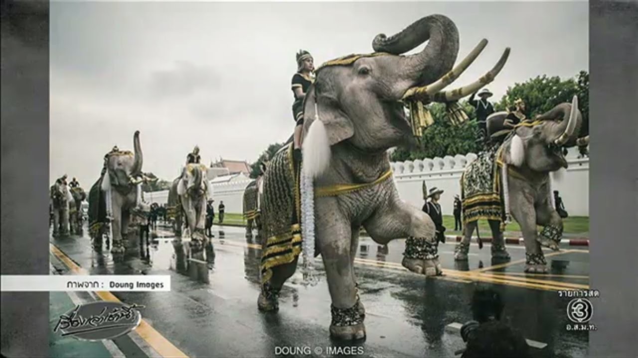 ยิ่งใหญ่! ขบวนช้างมงคลงางาม 11 เชือก ถวายสักการะพระบรมศพ